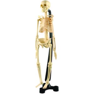 Mini-Skeleton